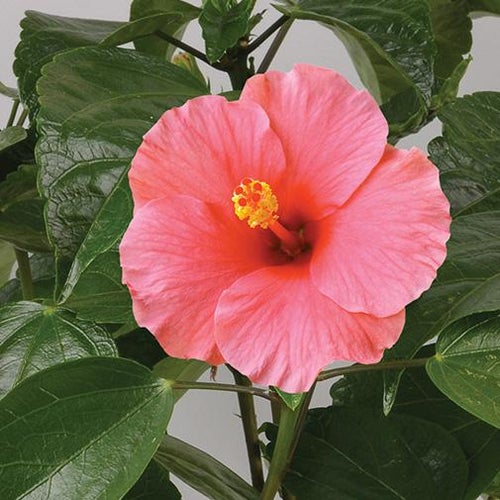 Hibiscus